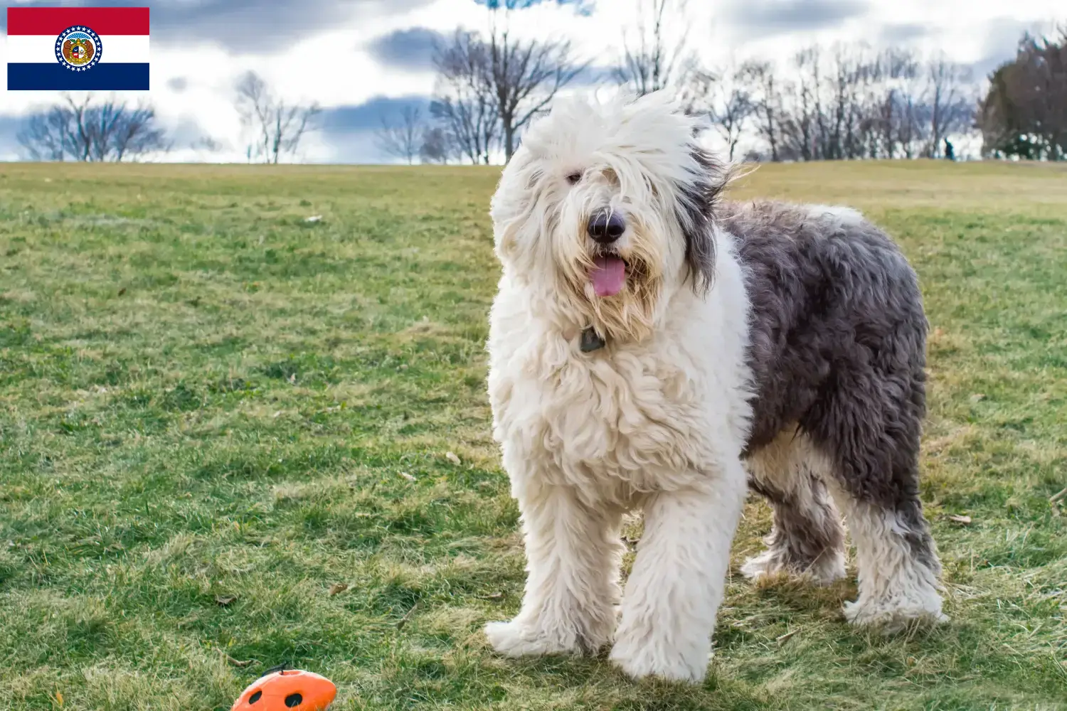 Bobtail puppies and breeders Missouri Find Bobtails breeders in Missouri here.