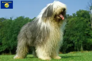 Read more about the article Bobtail breeders and puppies in Montana
