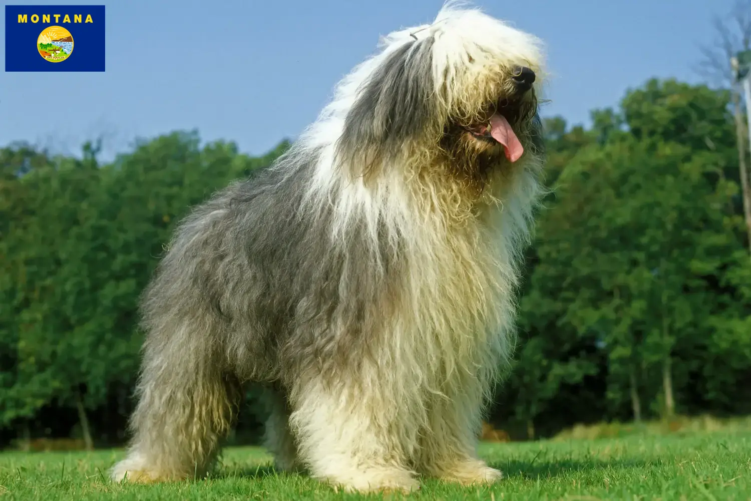 Bobtail puppies and breeder Montana Find Bobtails breeders in Montana.
