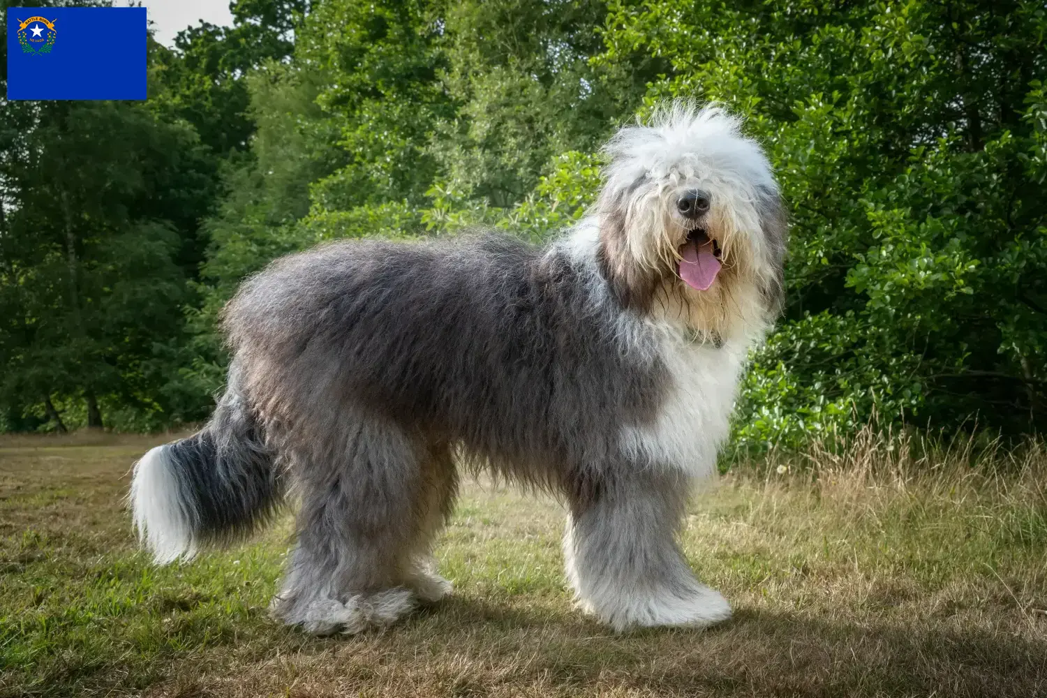 Bobtail puppies and breeders Nevada Find Bobtails breeders in Nevada.