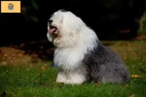 Read more about the article Bobtail breeders and puppies in New Jersey
