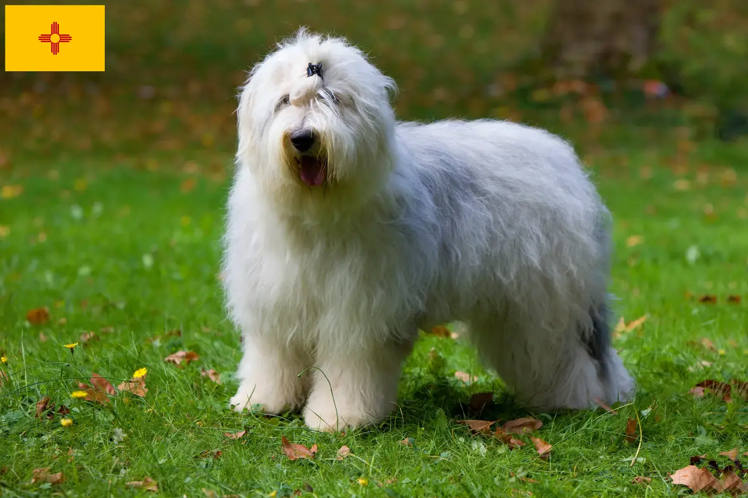 Bobtail puppies and breeders New Mexico Find Bobtails breeders in New Mexico.