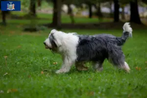 Read more about the article Bobtail breeders and puppies in New York