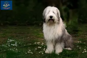 Read more about the article Bobtail breeders and puppies in North Dakota