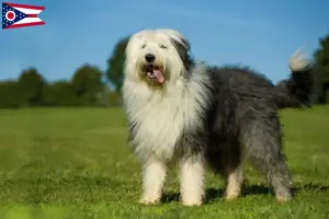Read more about the article Bobtail breeders and puppies in Ohio