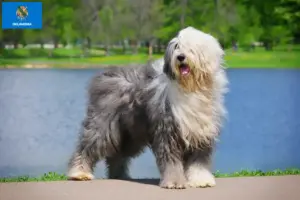 Read more about the article Bobtail breeders and puppies in Oklahoma