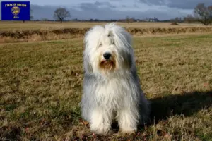 Read more about the article Bobtail breeders and puppies in Oregon