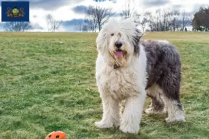 Read more about the article Bobtail breeders and puppies in Pennsylvania