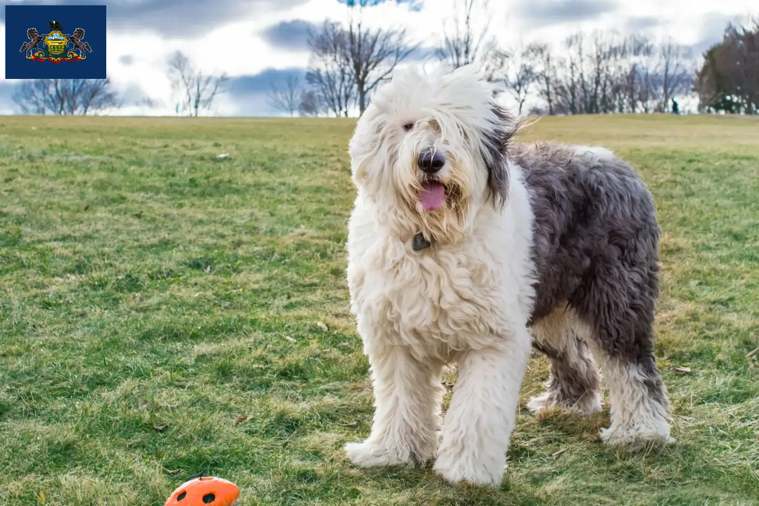 Bobtail puppies and breeders Pennsylvania Find Bobtails breeders in Pennsylvania.
