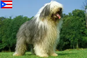 Read more about the article Bobtail breeders and puppies in Puerto Rico