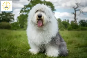 Read more about the article Bobtail breeders and puppies in Rhode Island