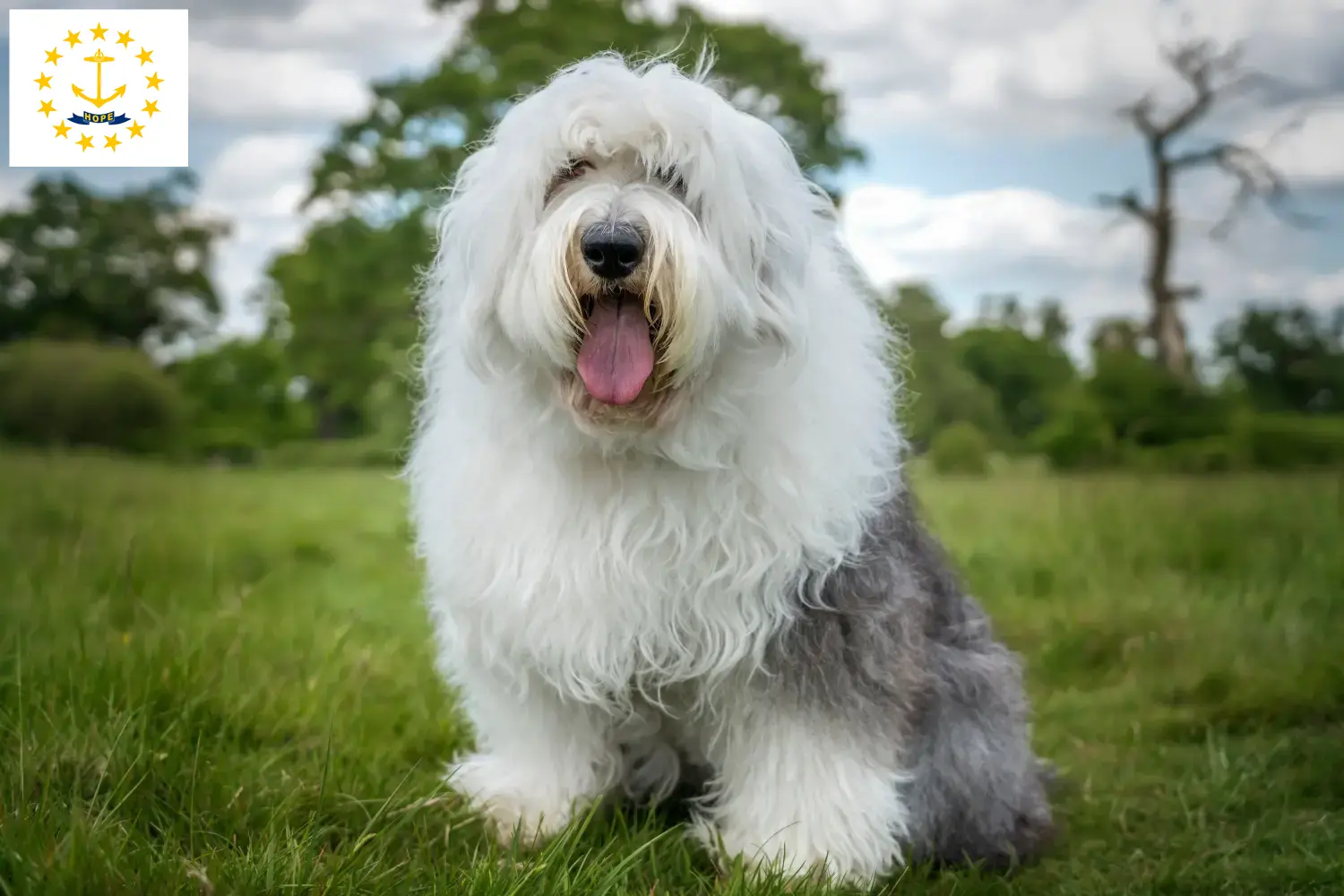 Bobtail puppies and breeders Rhode Island Find Bobtails breeders in Rhode Island.