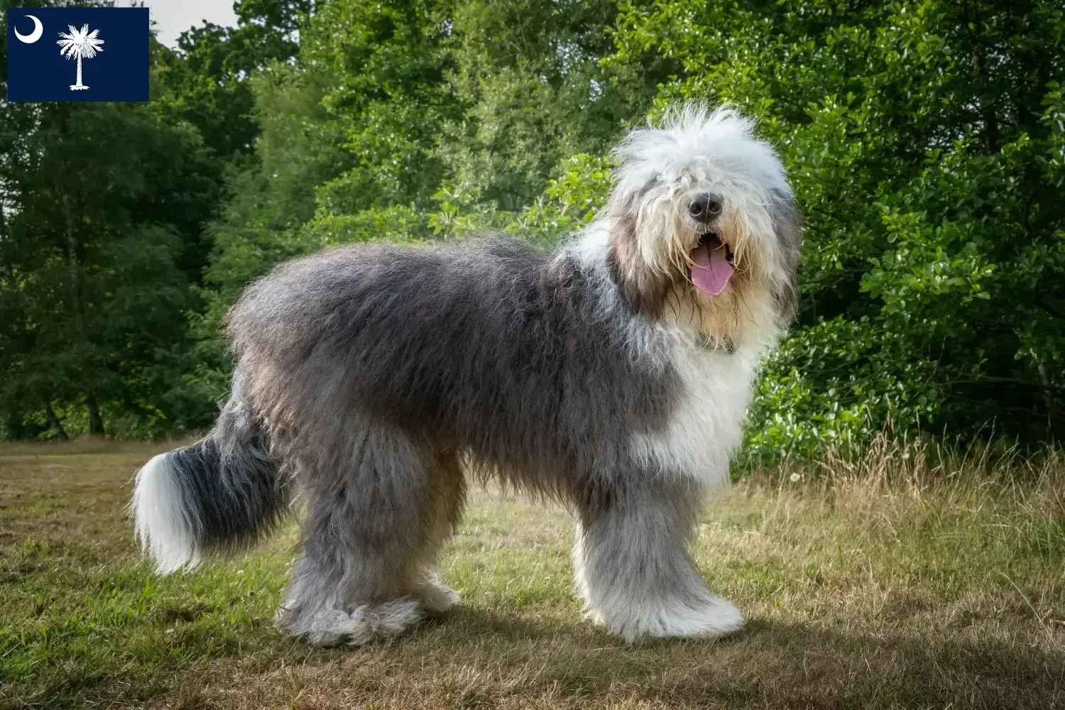 Read more about the article Bobtail breeders and puppies in South Carolina