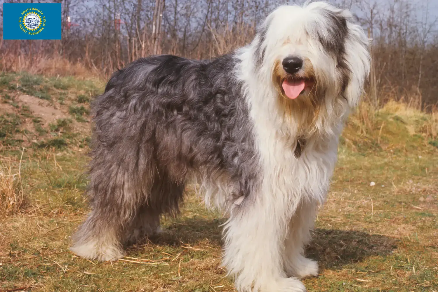 Read more about the article Bobtail breeders and puppies in South Dakota