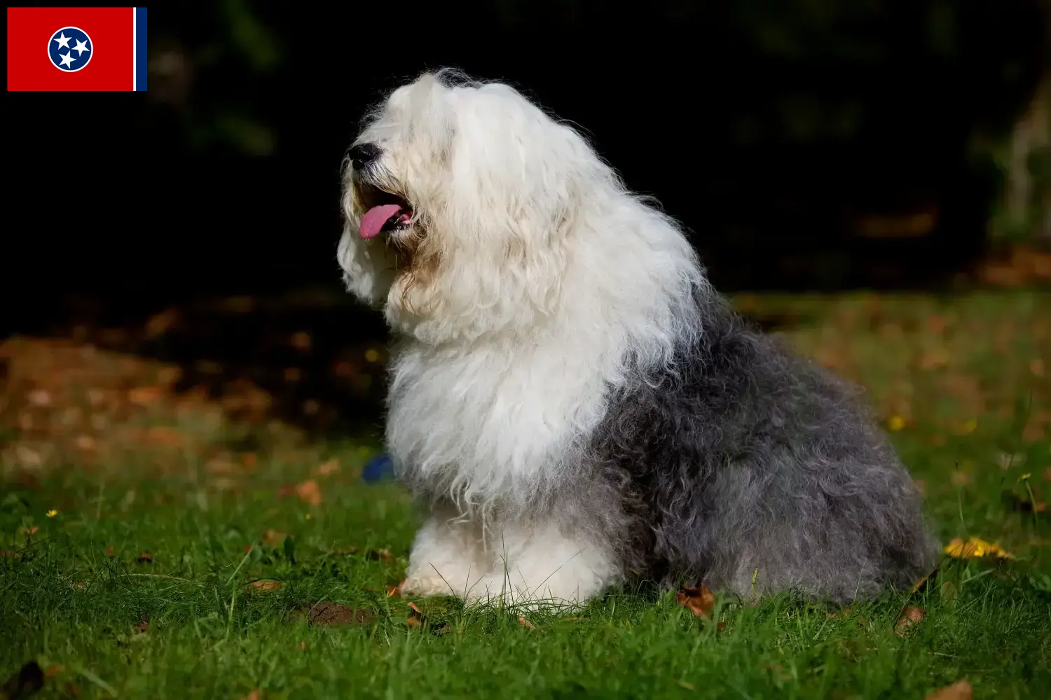 Read more about the article Bobtail breeders and puppies in Tennessee