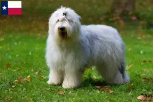 Read more about the article Bobtail breeders and puppies in Texas