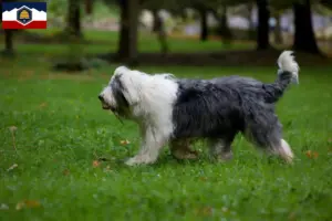 Read more about the article Bobtail breeders and puppies in Utah