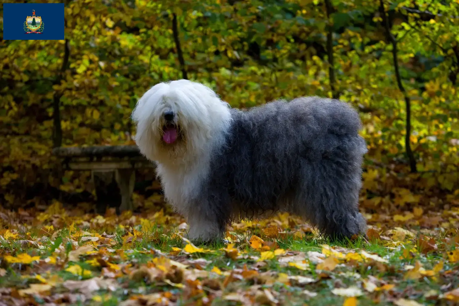Read more about the article Bobtail breeders and puppies in Vermont