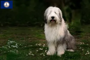 Read more about the article Bobtail breeders and puppies in Virginia