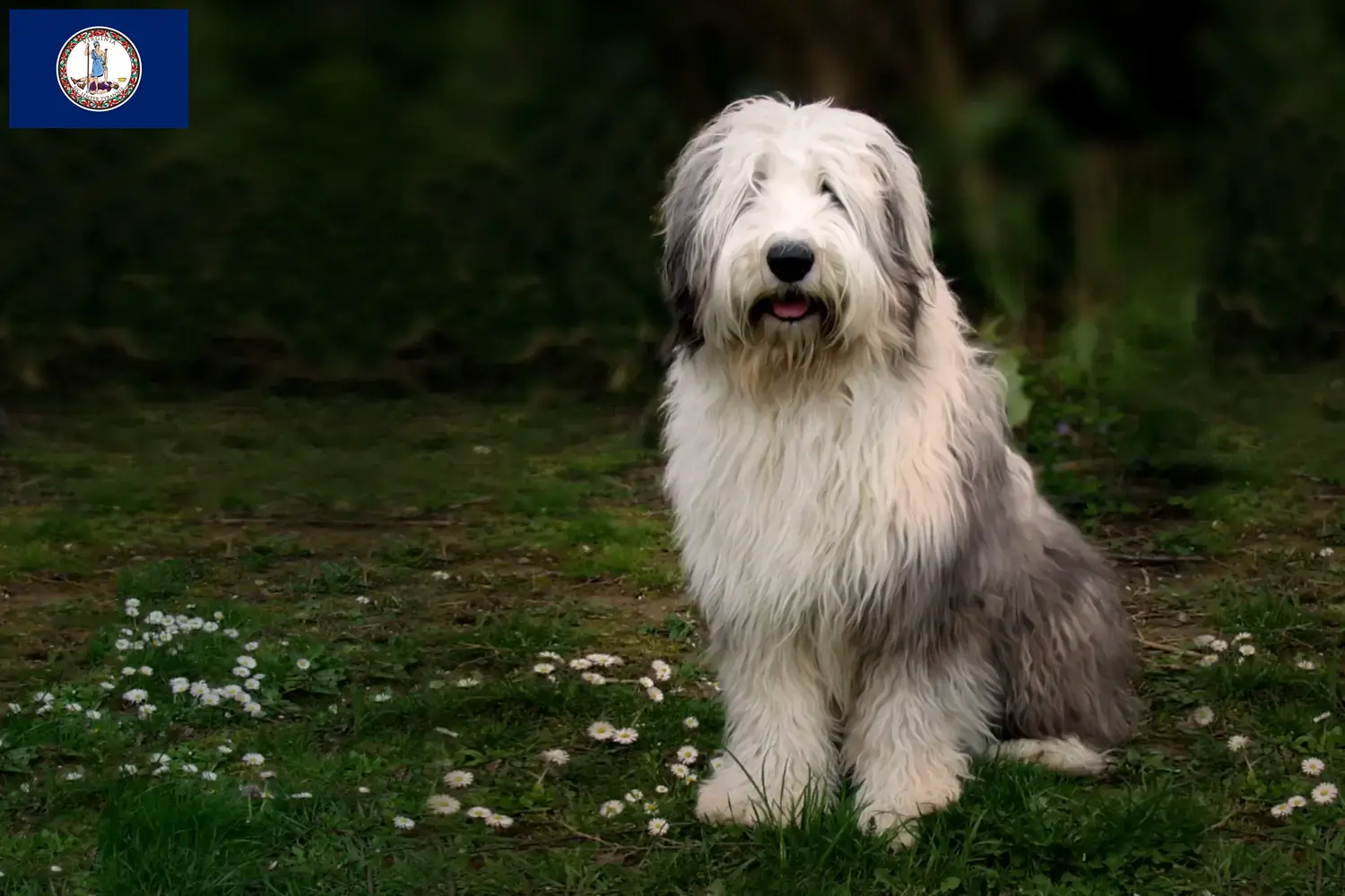 Read more about the article Bobtail breeders and puppies in Virginia
