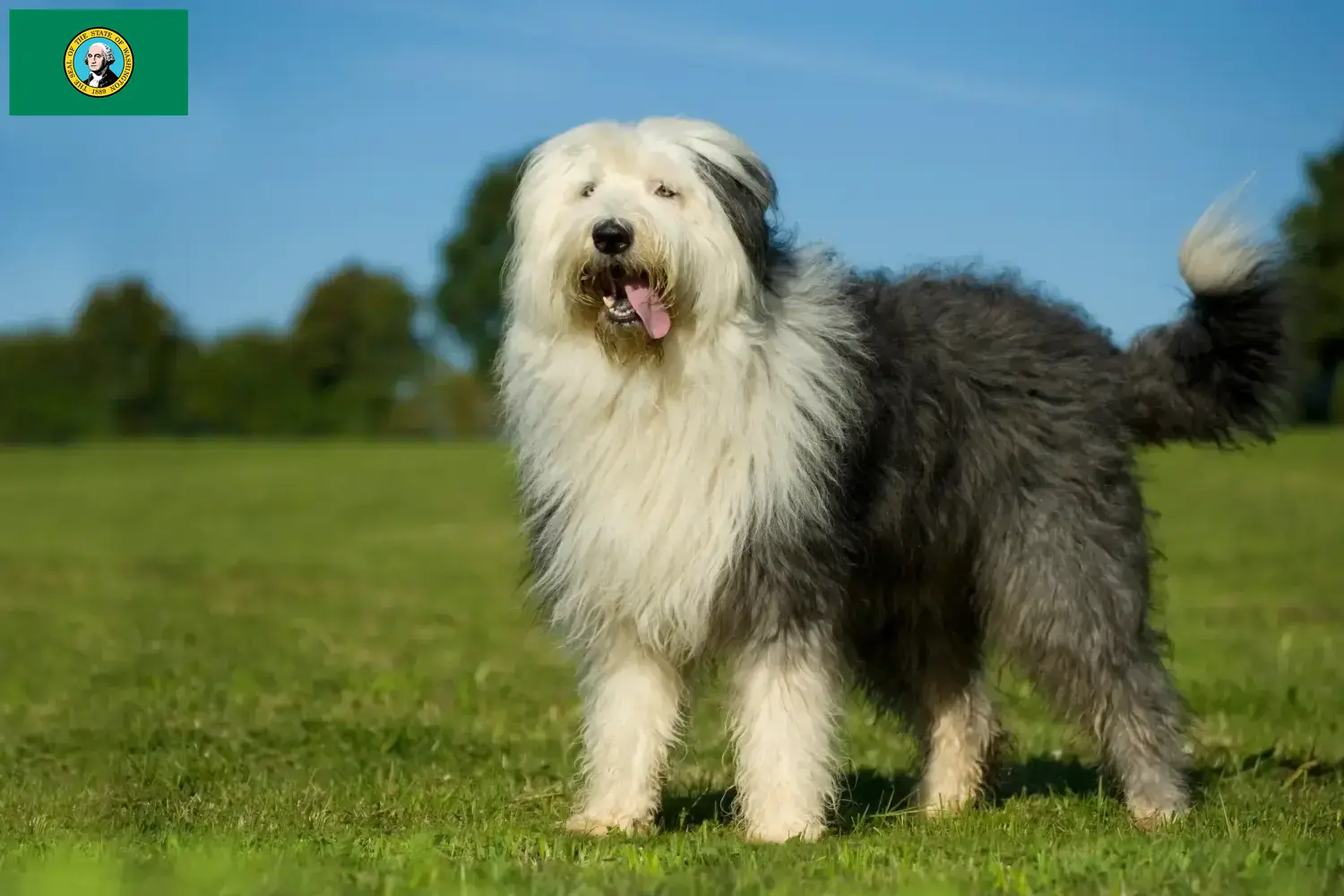 Read more about the article Bobtail breeders and puppies in Washington