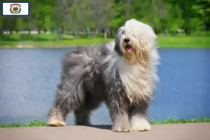 Read more about the article Bobtail breeders and puppies in West Virginia