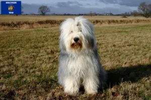 Read more about the article Bobtail breeders and puppies in Wisconsin