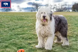 Read more about the article Bobtail breeders and puppies in Wyoming