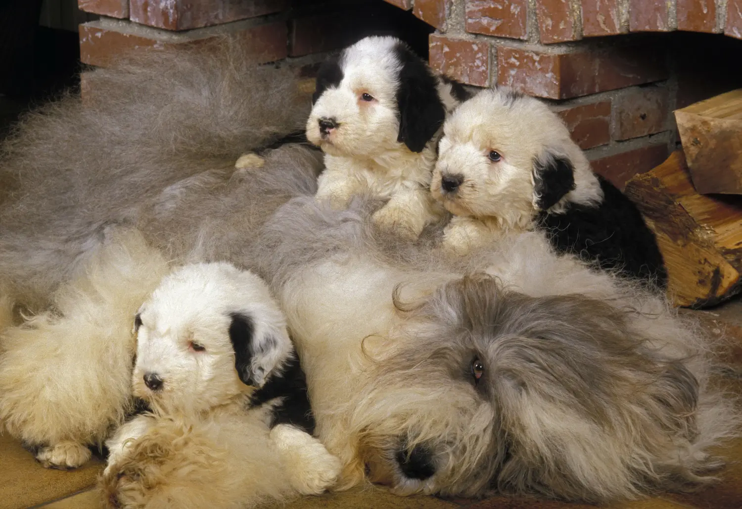 Buying a Bobtail puppy means taking responsibility! Buy Bobtail puppies.