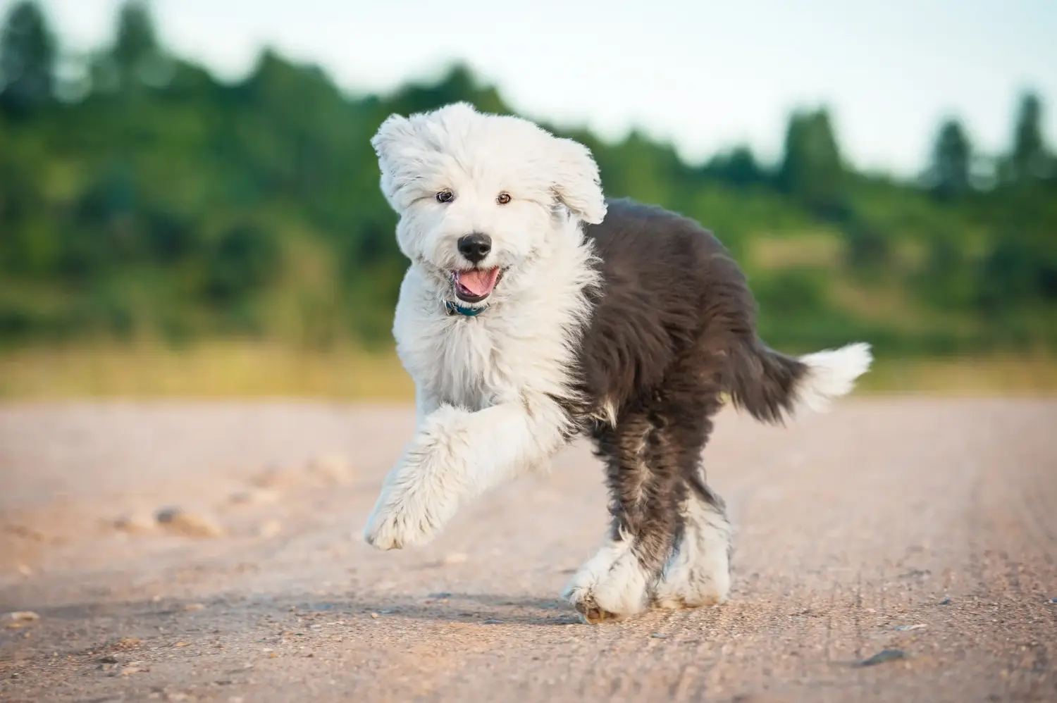 Buying a Bobtail puppy means taking responsibility! Buy Bobtail puppies.