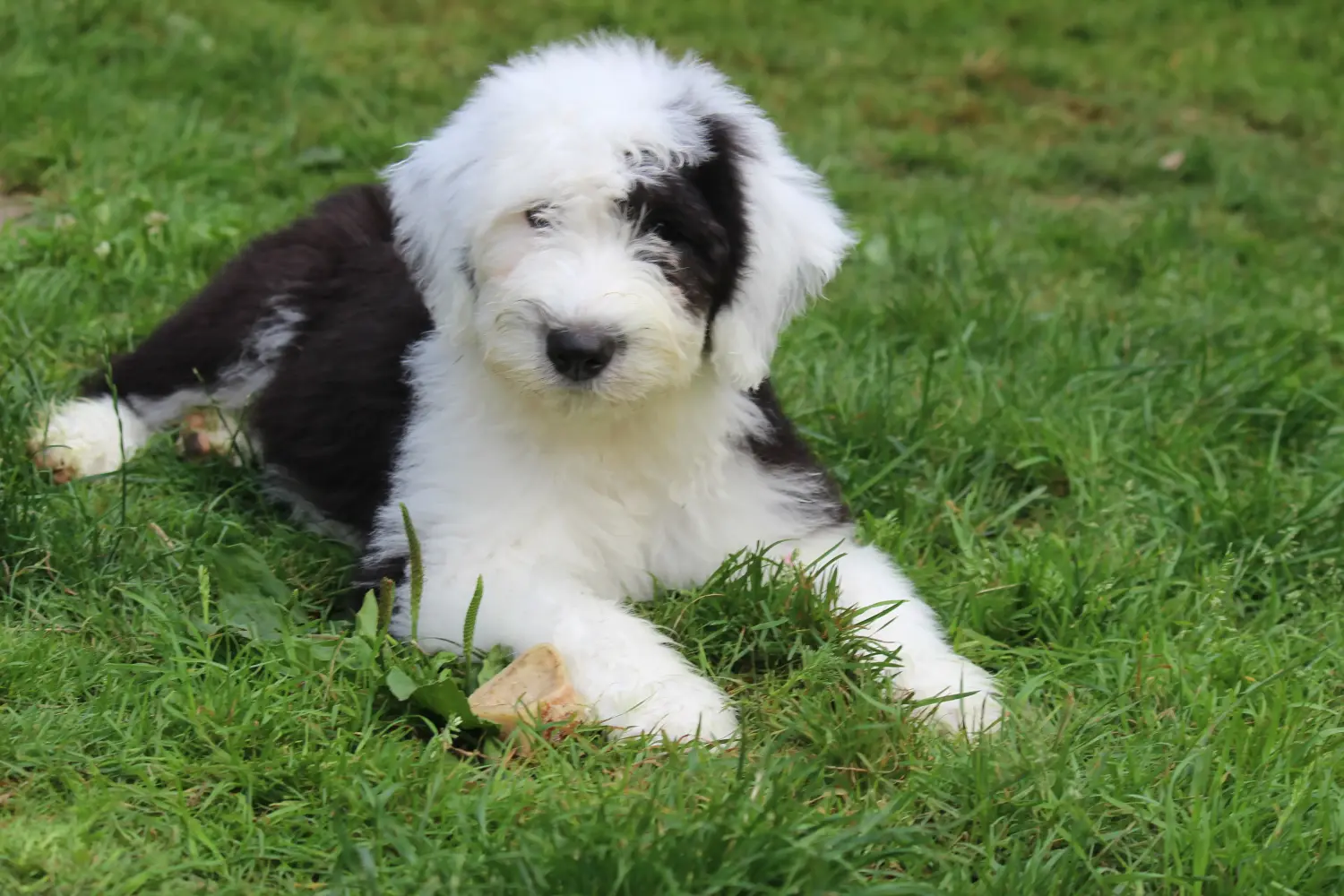 Buying a Bobtail puppy means taking responsibility! Buy Bobtail puppies.
