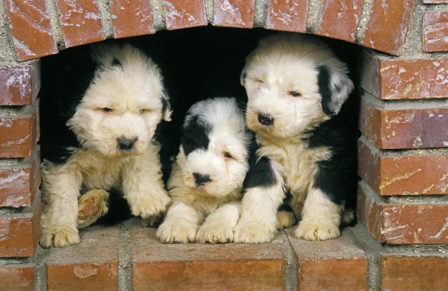 Buying a Bobtail puppy means taking responsibility! Buy Bobtail puppies.