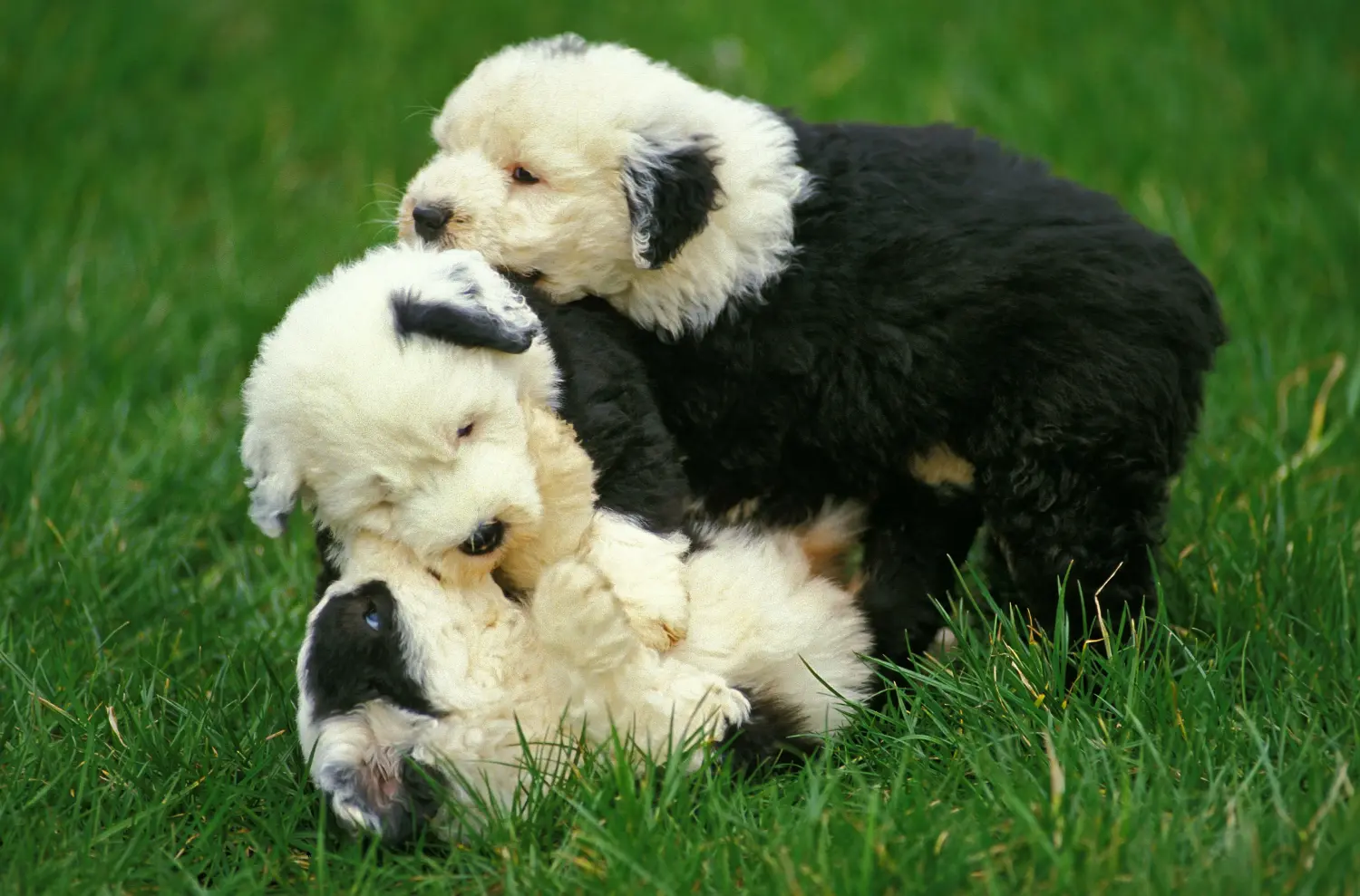 Buying a Bobtail puppy means taking responsibility! Buy Bobtail puppies.