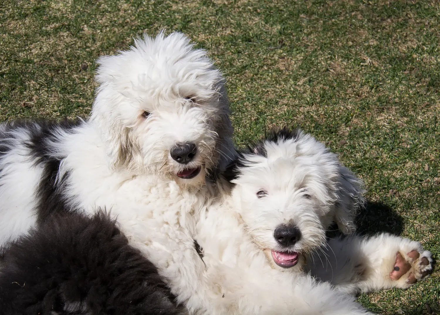 Buying a Bobtail puppy means taking responsibility! Buy Bobtail puppies.