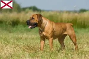 Read more about the article Boerboel breeders and puppies in Alabama