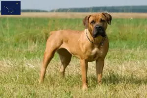 Read more about the article Boerboel breeders and puppies in Alaska