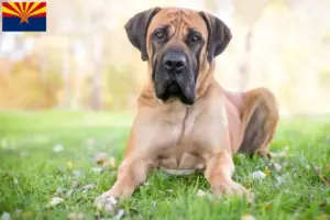 Read more about the article Boerboel breeders and puppies in Arizona