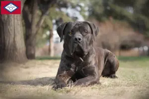 Read more about the article Boerboel breeders and puppies in Arkansas