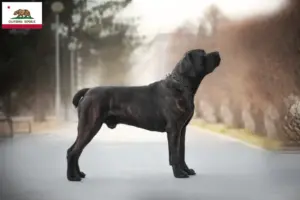Read more about the article Boerboel breeders and puppies in California