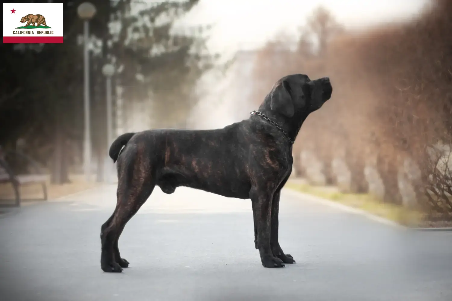 Boerboel puppies and breeders California Here you can find Boerboels breeders in California.