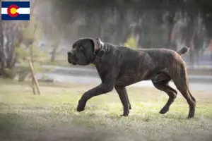 Read more about the article Boerboel breeders and puppies in Colorado
