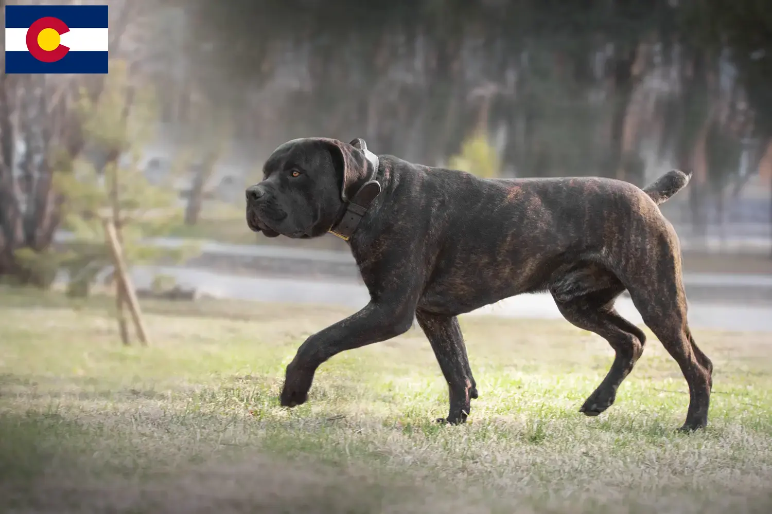 Boerboel puppies and breeders Colorado Here you can find Boerboels breeders in Colorado.