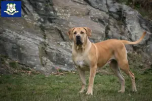 Read more about the article Boerboel breeders and puppies in Connecticut