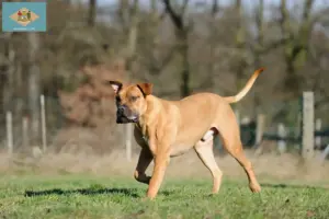 Read more about the article Boerboel breeders and puppies in Delaware