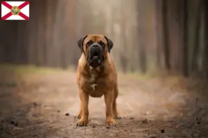 Read more about the article Boerboel breeders and puppies in Florida