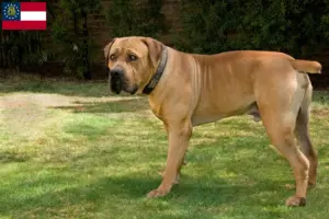 Read more about the article Boerboel breeders and puppies in Georgia
