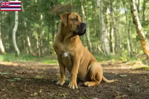Read more about the article Boerboel breeders and puppies in Hawaii