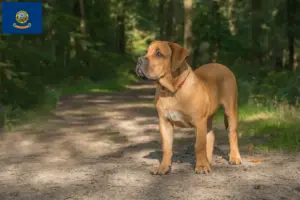 Read more about the article Boerboel breeders and puppies in Idaho