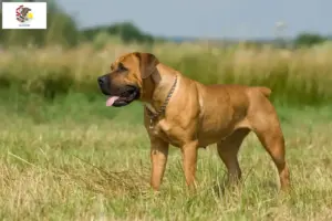 Read more about the article Boerboel breeders and puppies in Illinois