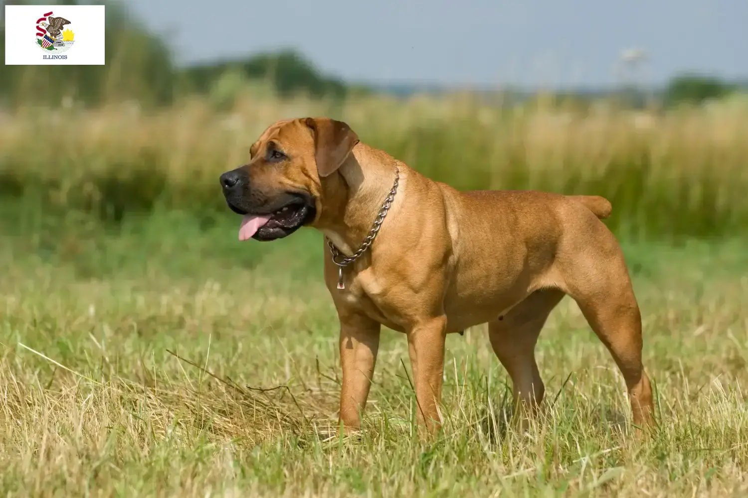 Boerboel puppies and breeders Illinois Here you can find Boerboels breeders in Illinois.